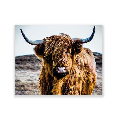 Scottish Highland Cattle, Full Color Canvas Wall Art - A0 Size