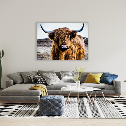 Scottish Highland Cattle, Full Color Canvas Wall Art - A0 Size